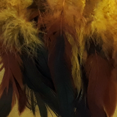 Plumas